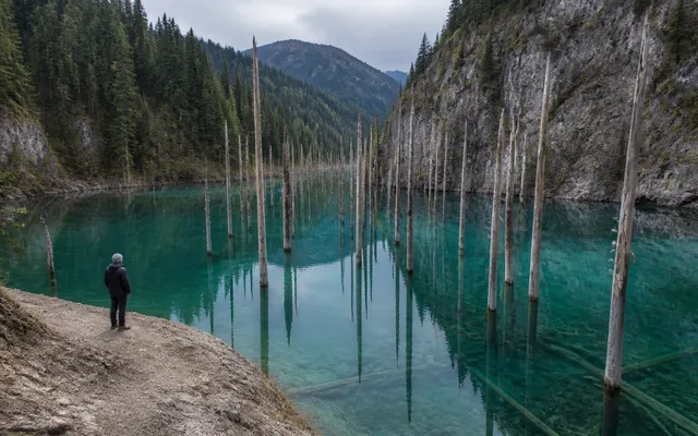 Editorial illustration of pale spruce trunks standing in Lake Kaindy
