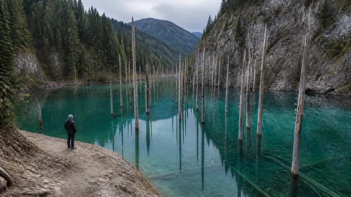 Editorial illustration of pale spruce trunks standing in Lake Kaindy